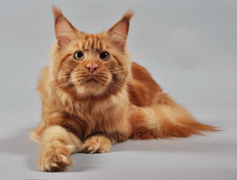 Кот Мейн кун