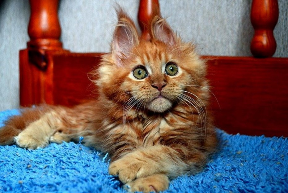 Котята Мейн кун