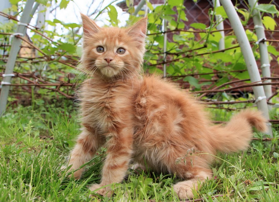 Кошка Мейн кун с котятами