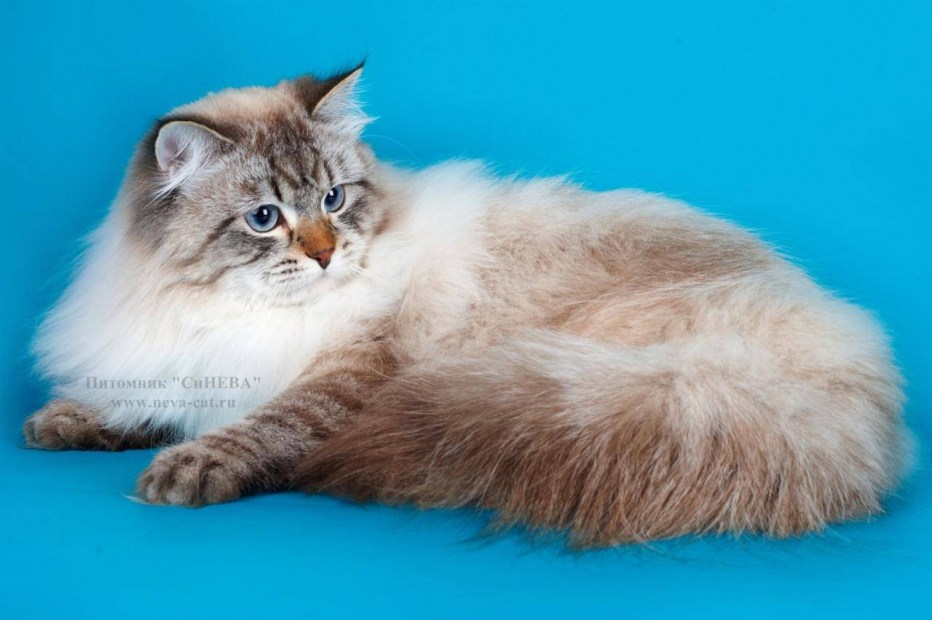 Невская маскарадная кошка с котятами