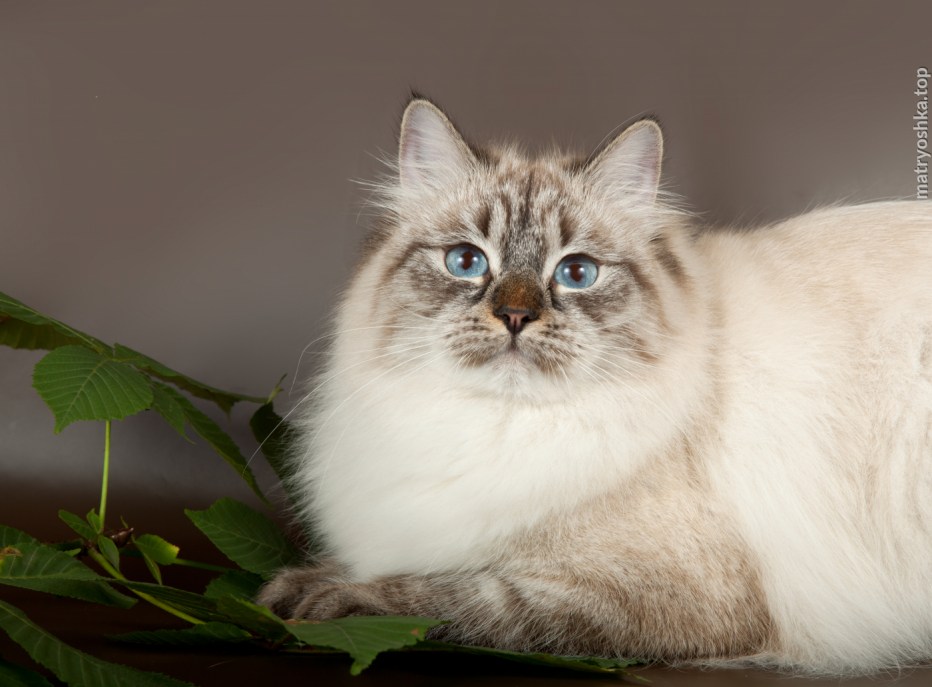 Невская маскарадная кошка