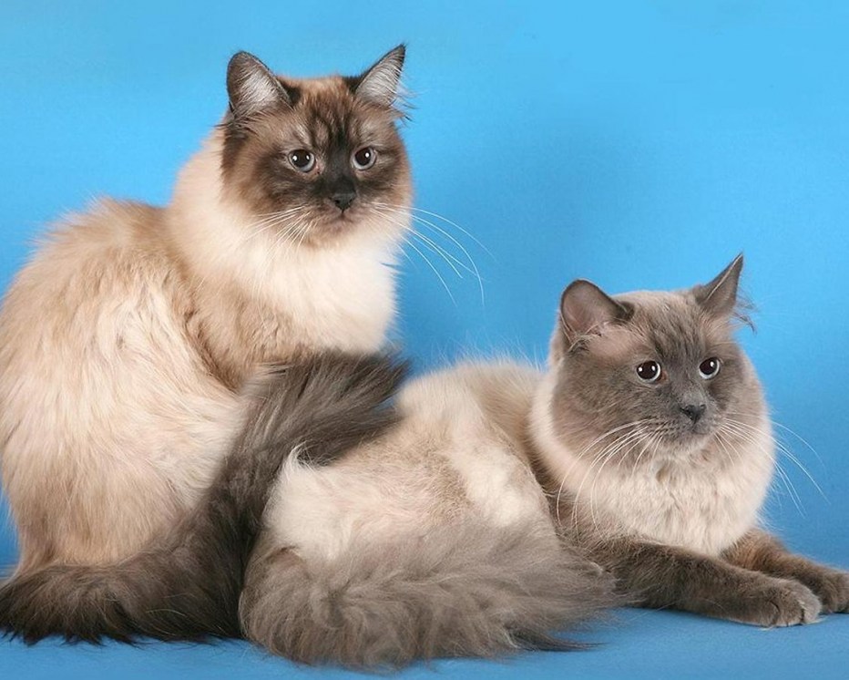 Сибирская маскарадная кошка
