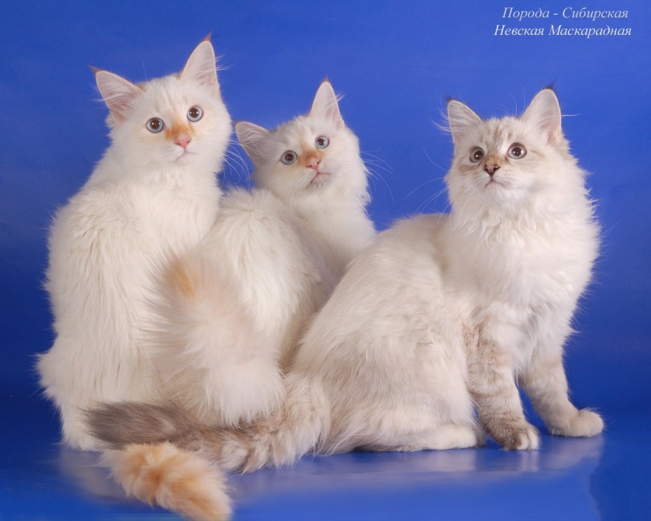 Невская маскарадная кошка