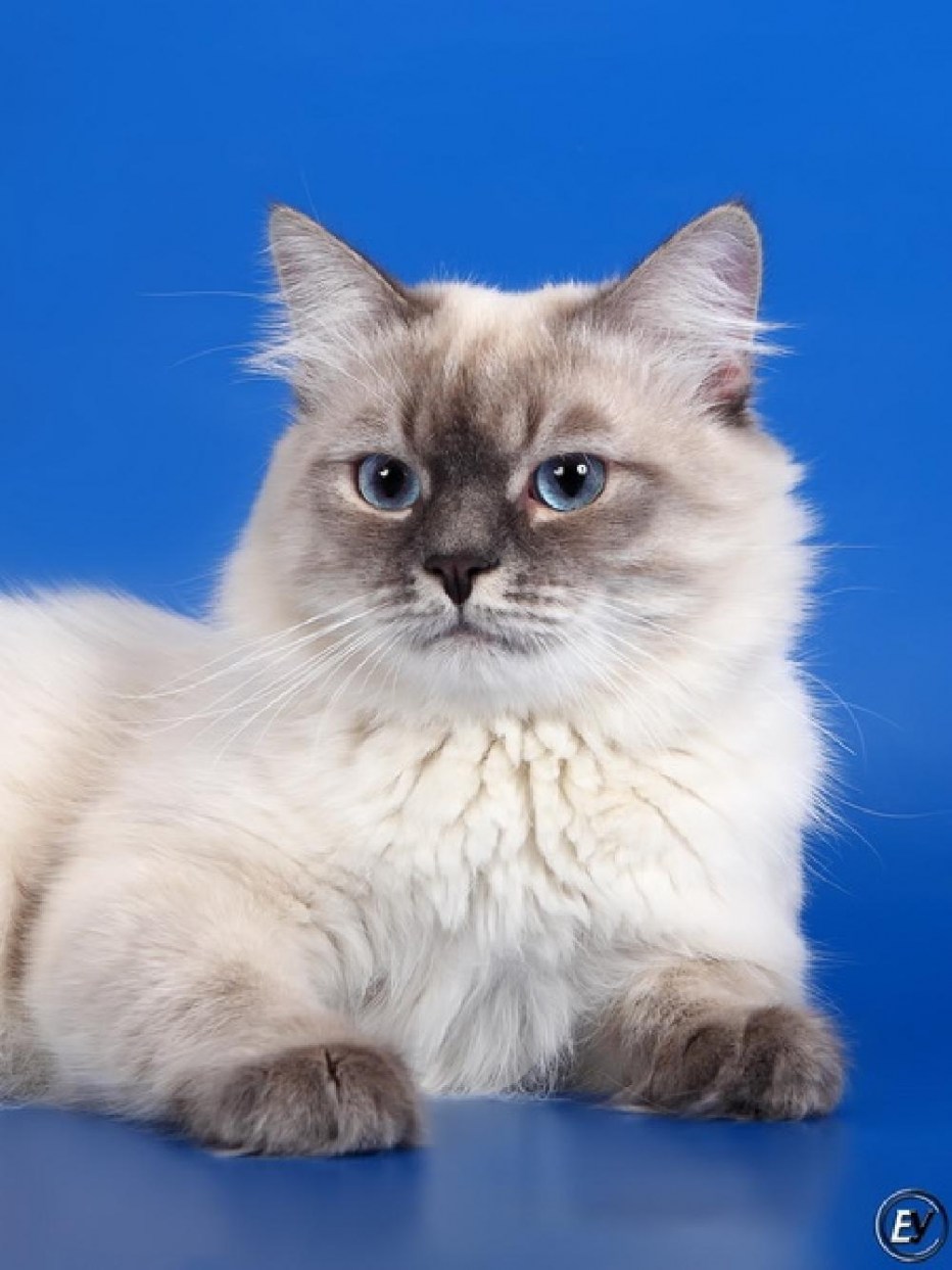 Котята породы Невская маскарадная