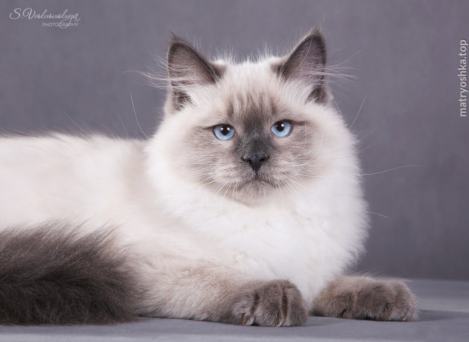 Коты породы Невская маскарадная