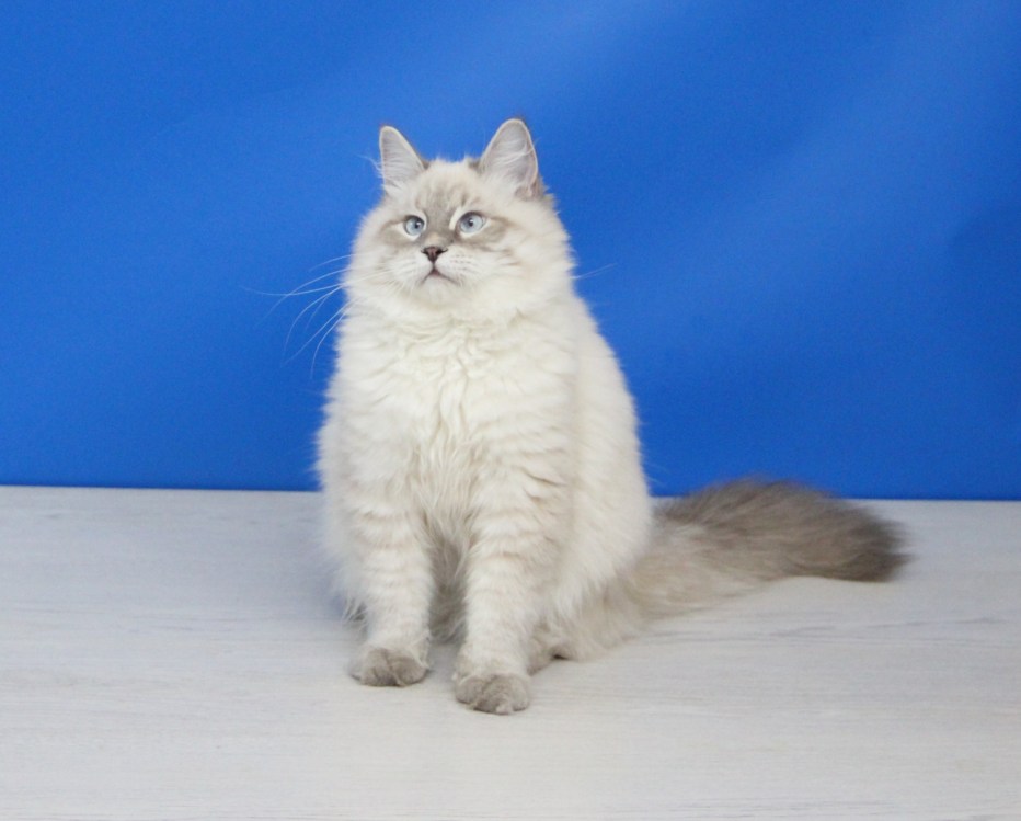 Невская маскарадная котята черные