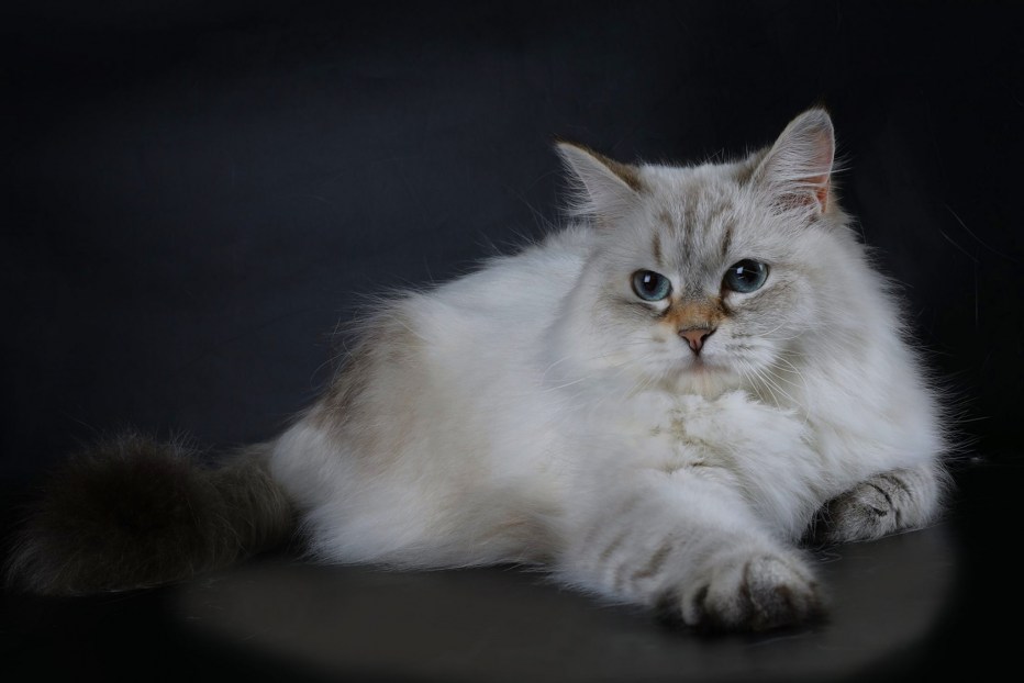 Невская маскарадная кошка