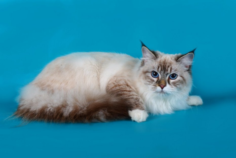 Котята породы Невская маскарадная