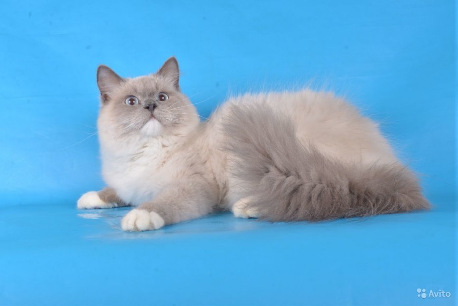 Невская маскарадная котята