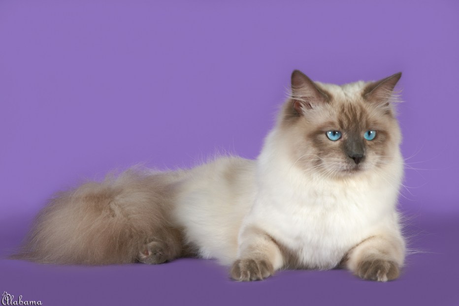 Невская маскарадная кошка с котятами