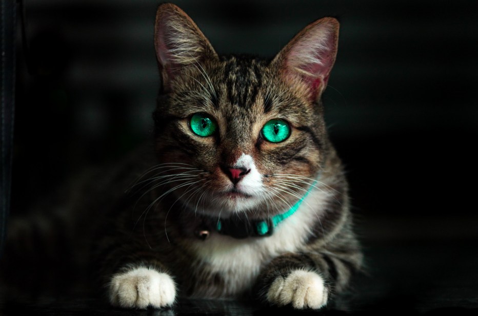 Красивые коты