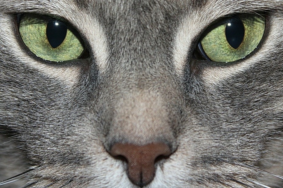 Кошачий глаз