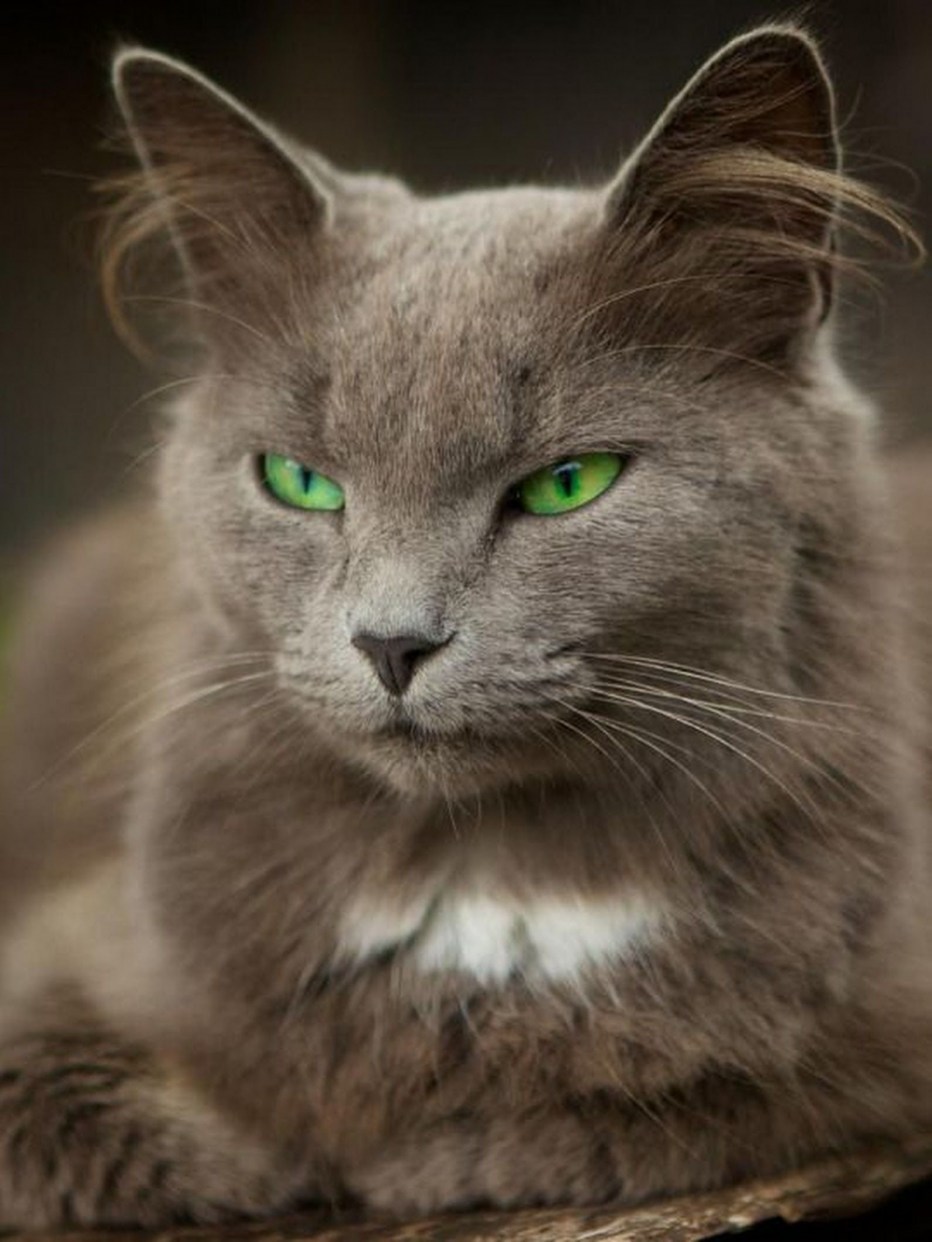 Злые глаза кошки