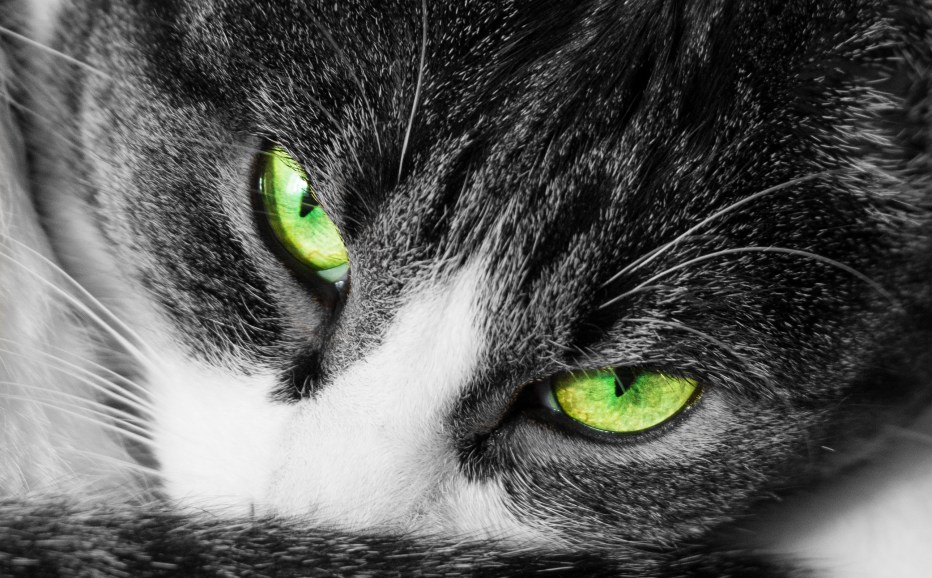 Зеленоглазый кот