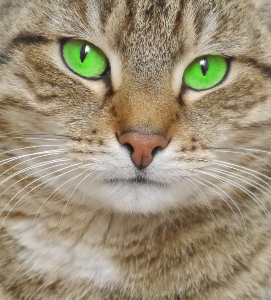Зеленый кот