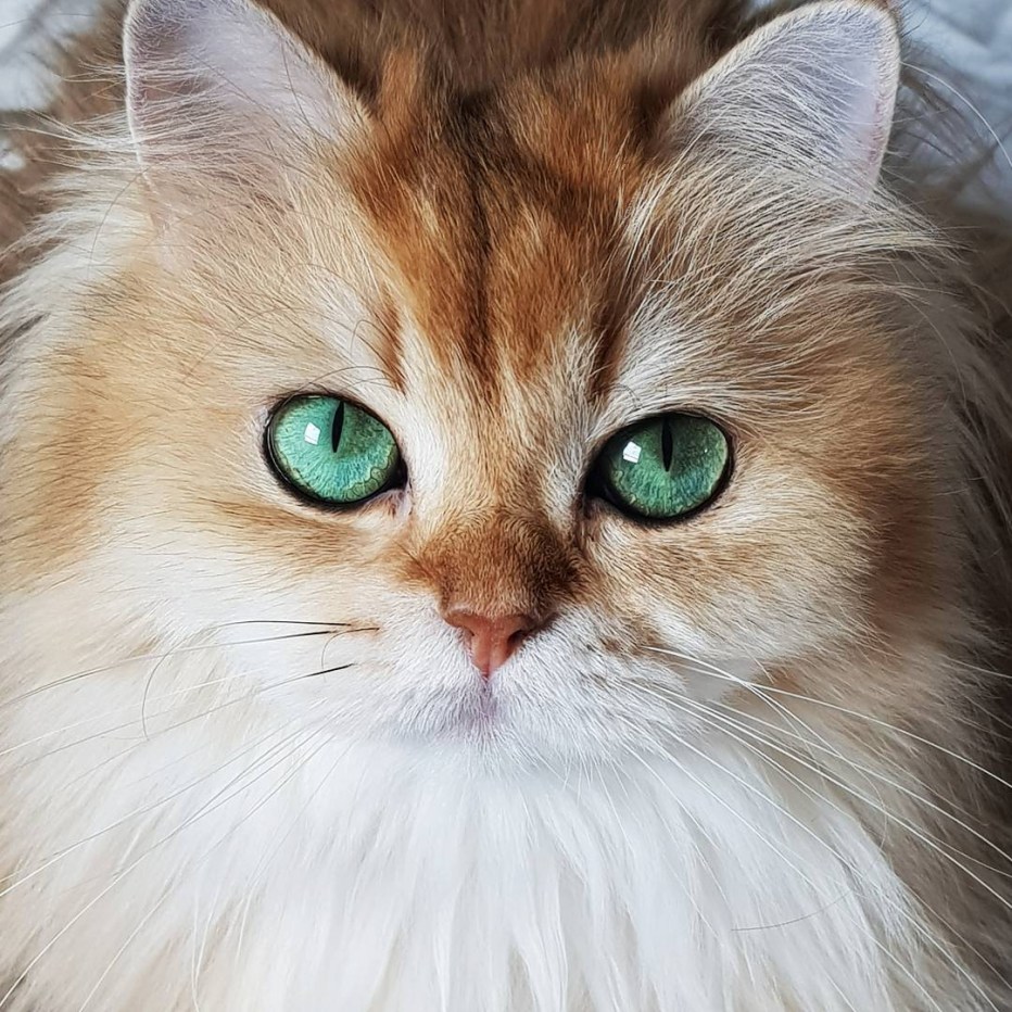 Зеленоглазая кошка
