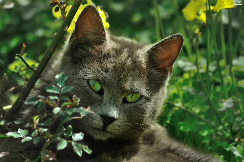 Коты с зелеными глазами