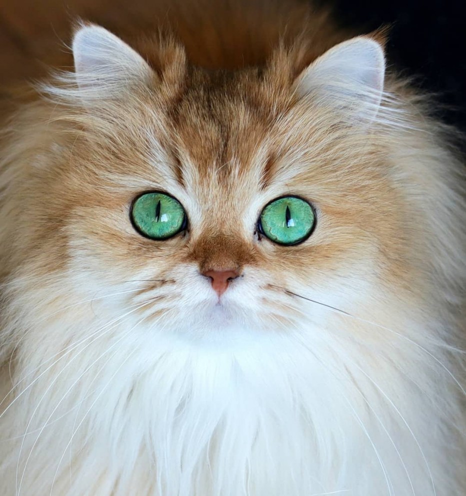 Кошка с зелеными глазами