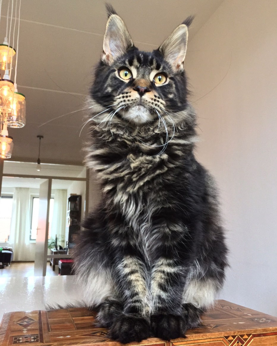 Кот Мейн кун