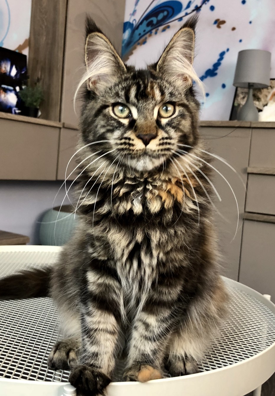 Большая кошка Мейн кун