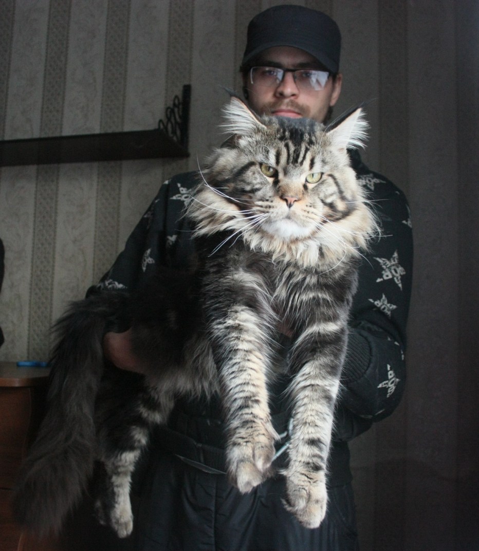 Кот Мейн кун на руках