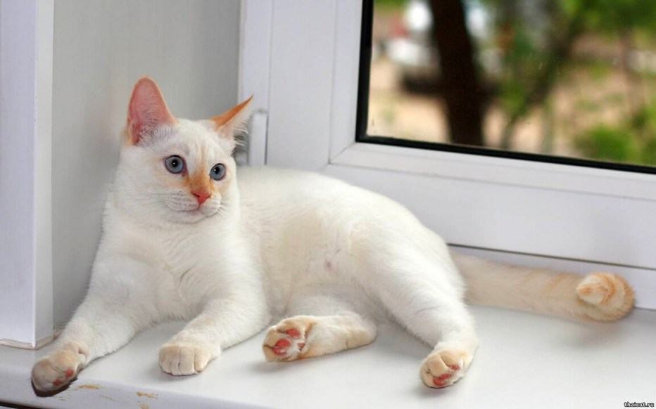 Тайский кот ред Пойнт