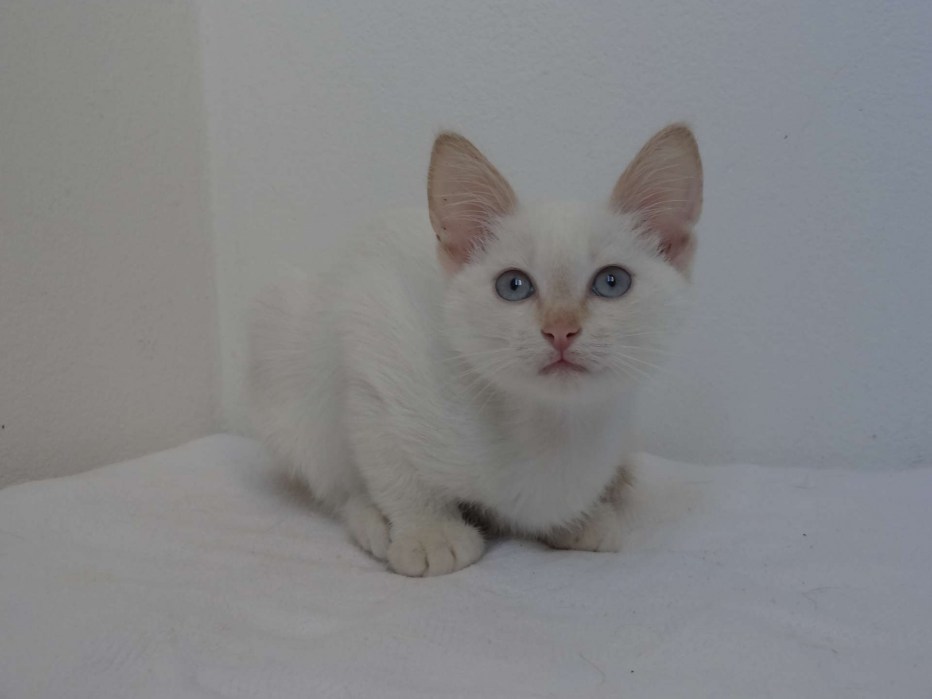 Сиамская кошка светлая
