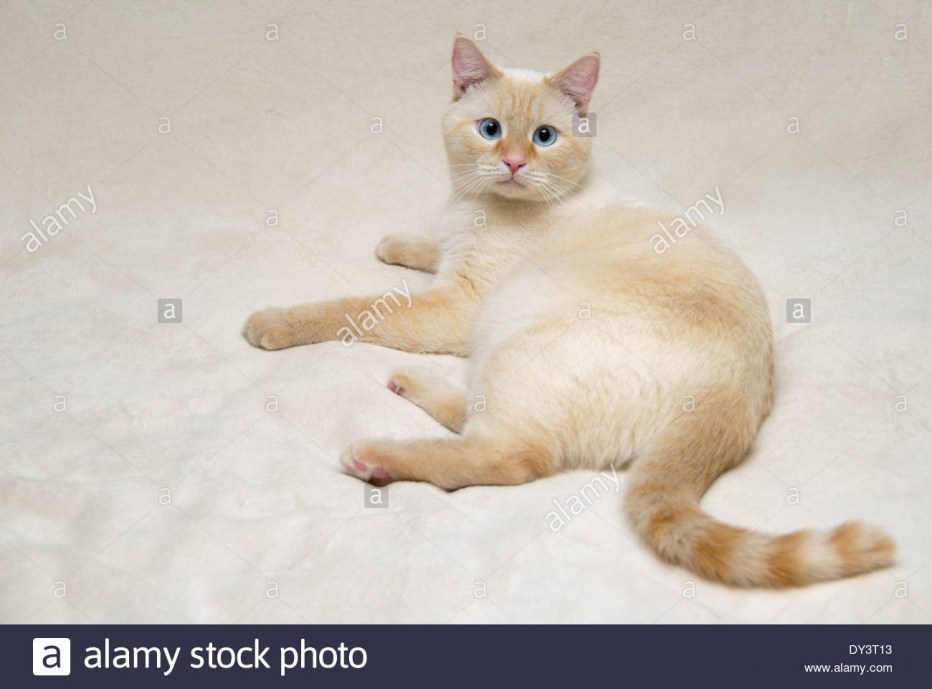 Сиамская кошка ред Пойнт
