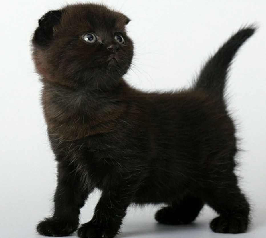 Шотландская вислоухая кошка черная котенок