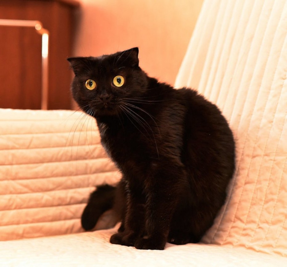 Скоттиш фолд котята черные