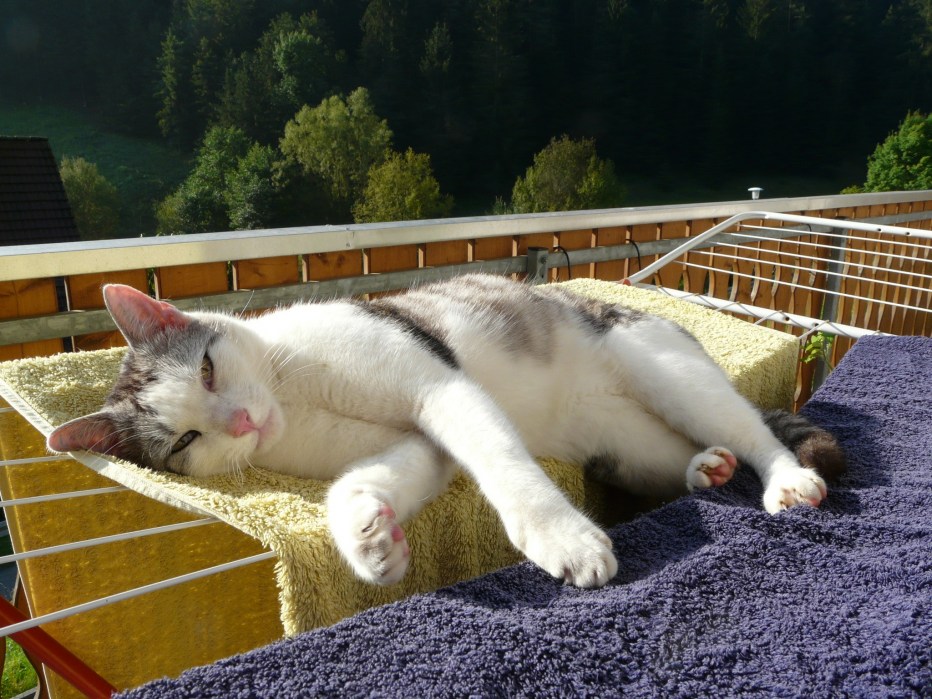 Отдыхающий котик