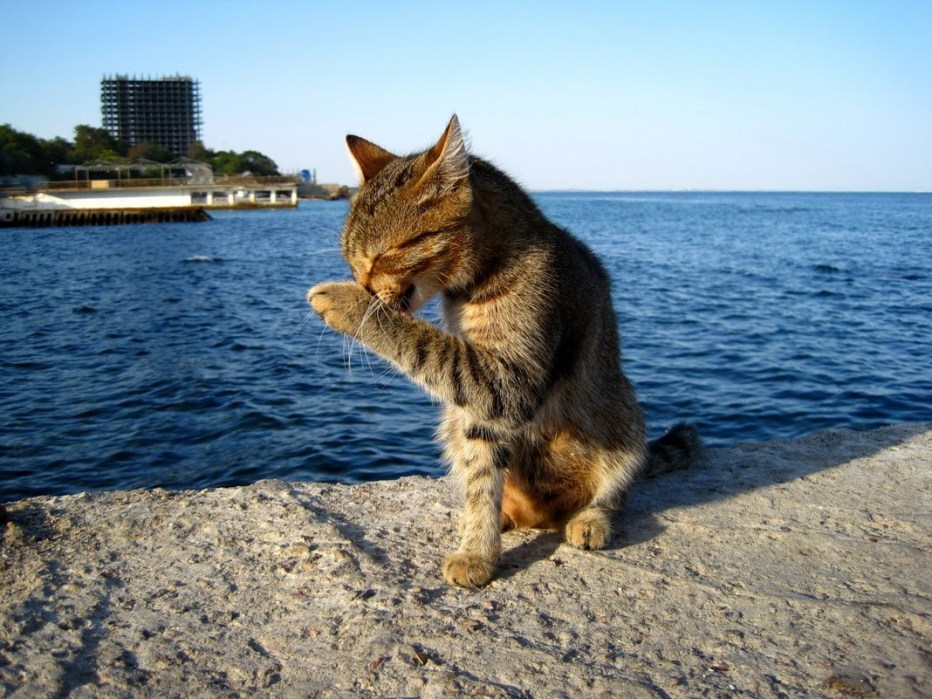 Котенок на море