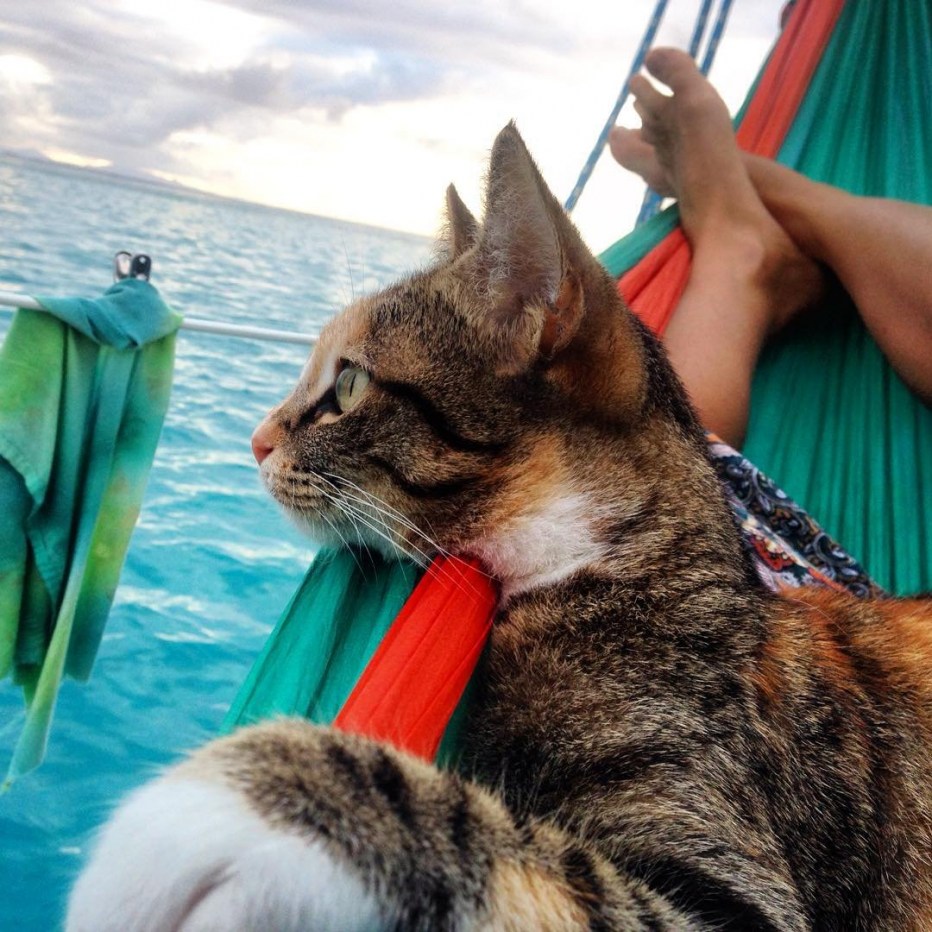 Кот отдыхает на море