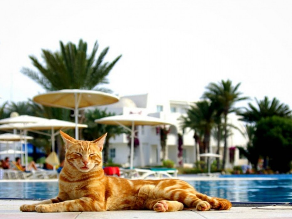 Кот отдыхает на море