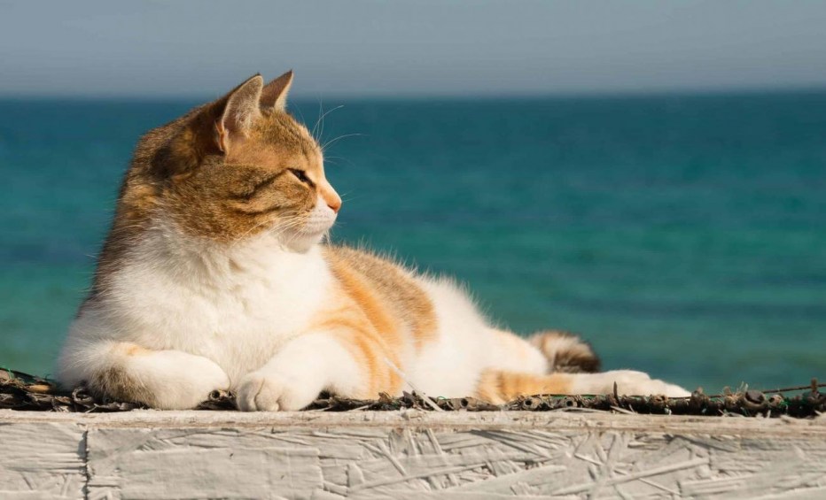 Кот на берегу моря