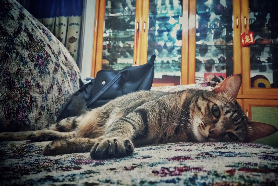Котик лежит отдыхает