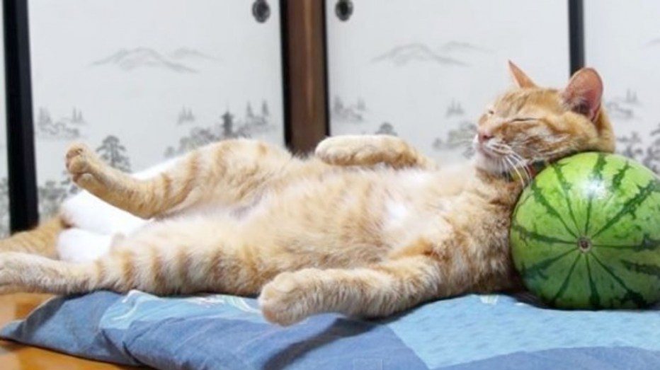 Rest for Kitten