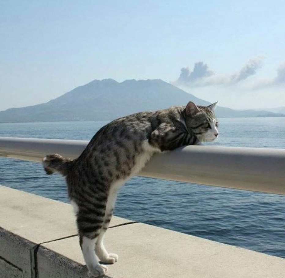 Кот на перилах