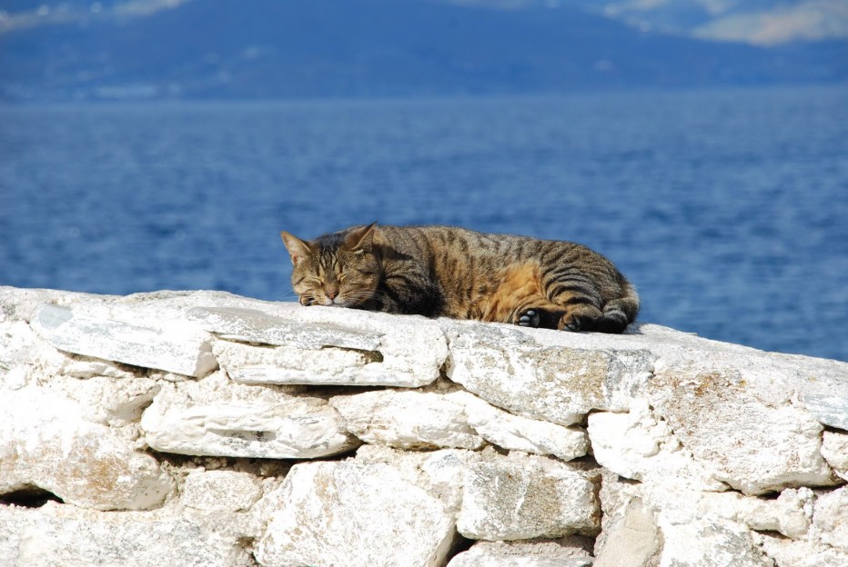 Кот на море