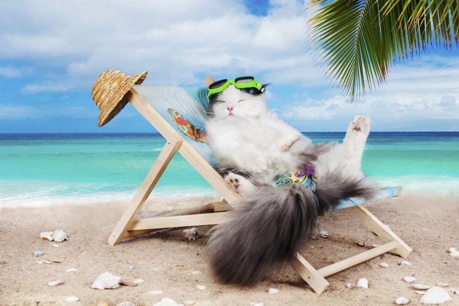 Кот отдыхает