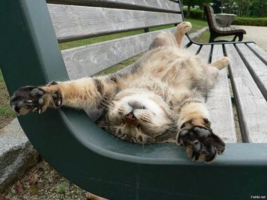 Кот отдыхает