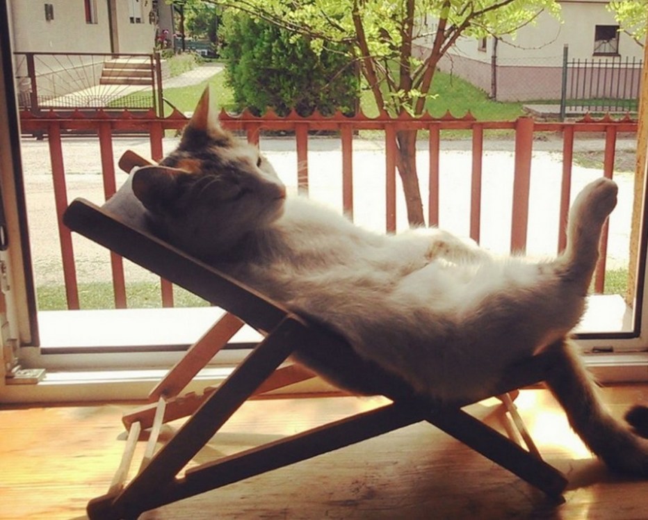 Кот на шезлонге
