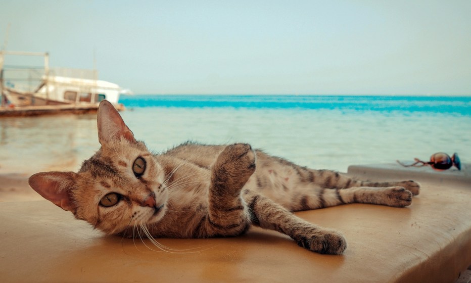 Смешной кот на отдыхе