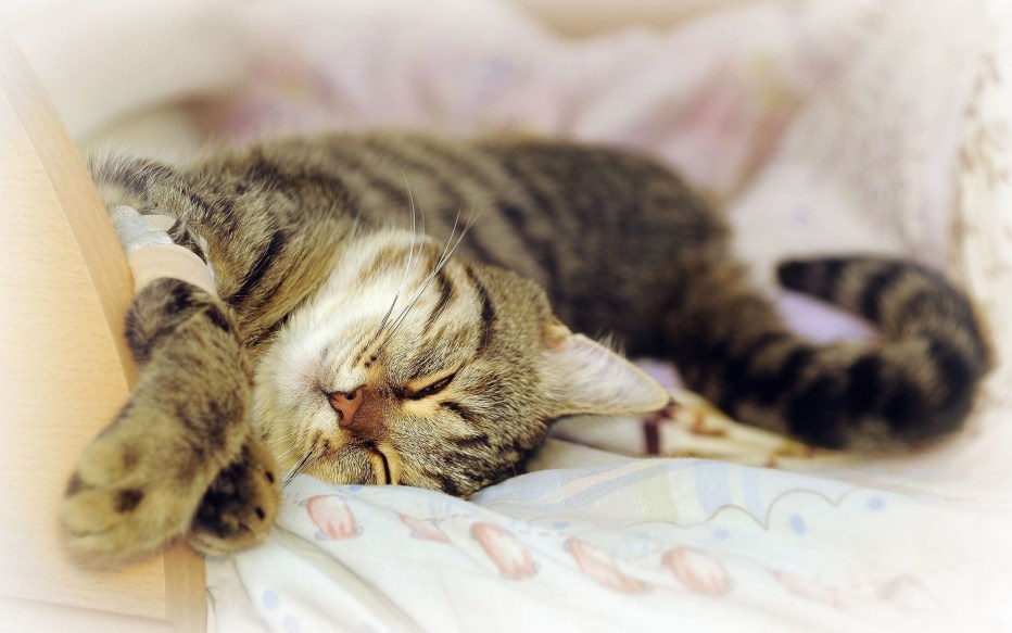 Котик на отдыхе