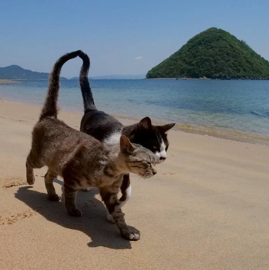 Котик в пледе
