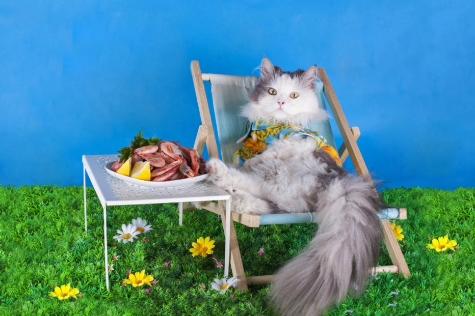 Кот на шезлонге