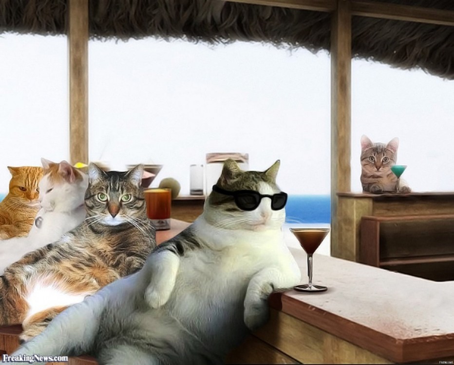 Кот на берегу моря