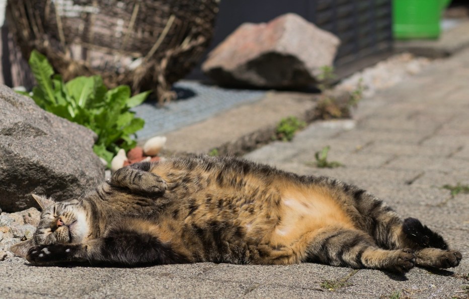 Котик на солнышке
