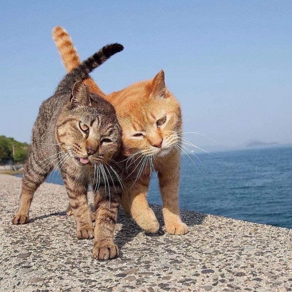 Кот на отдыхе