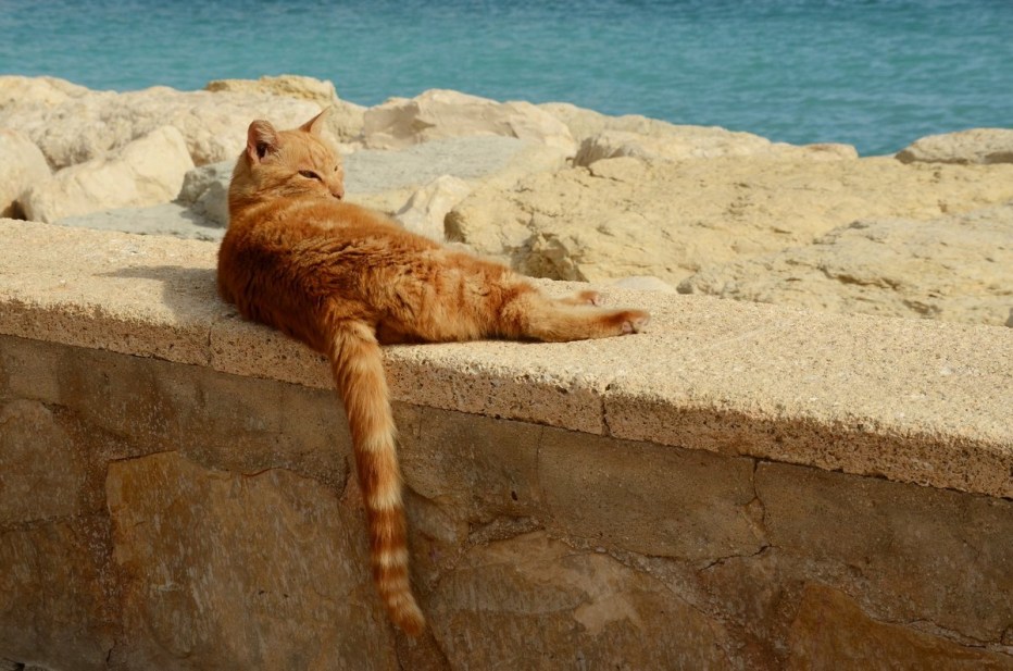 Кот на берегу моря